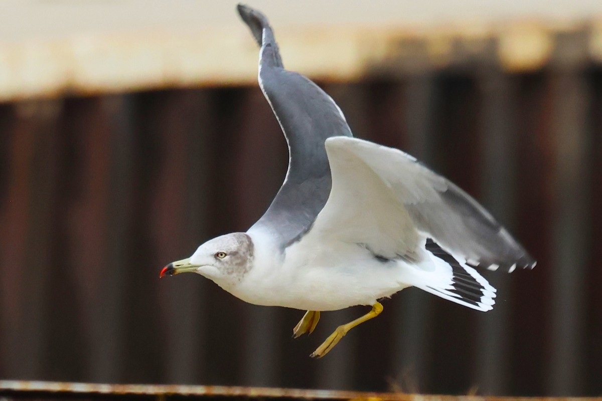 Black-tailed Gull - ML625346072