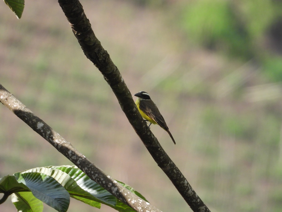 Boat-billed Flycatcher - ML625346122