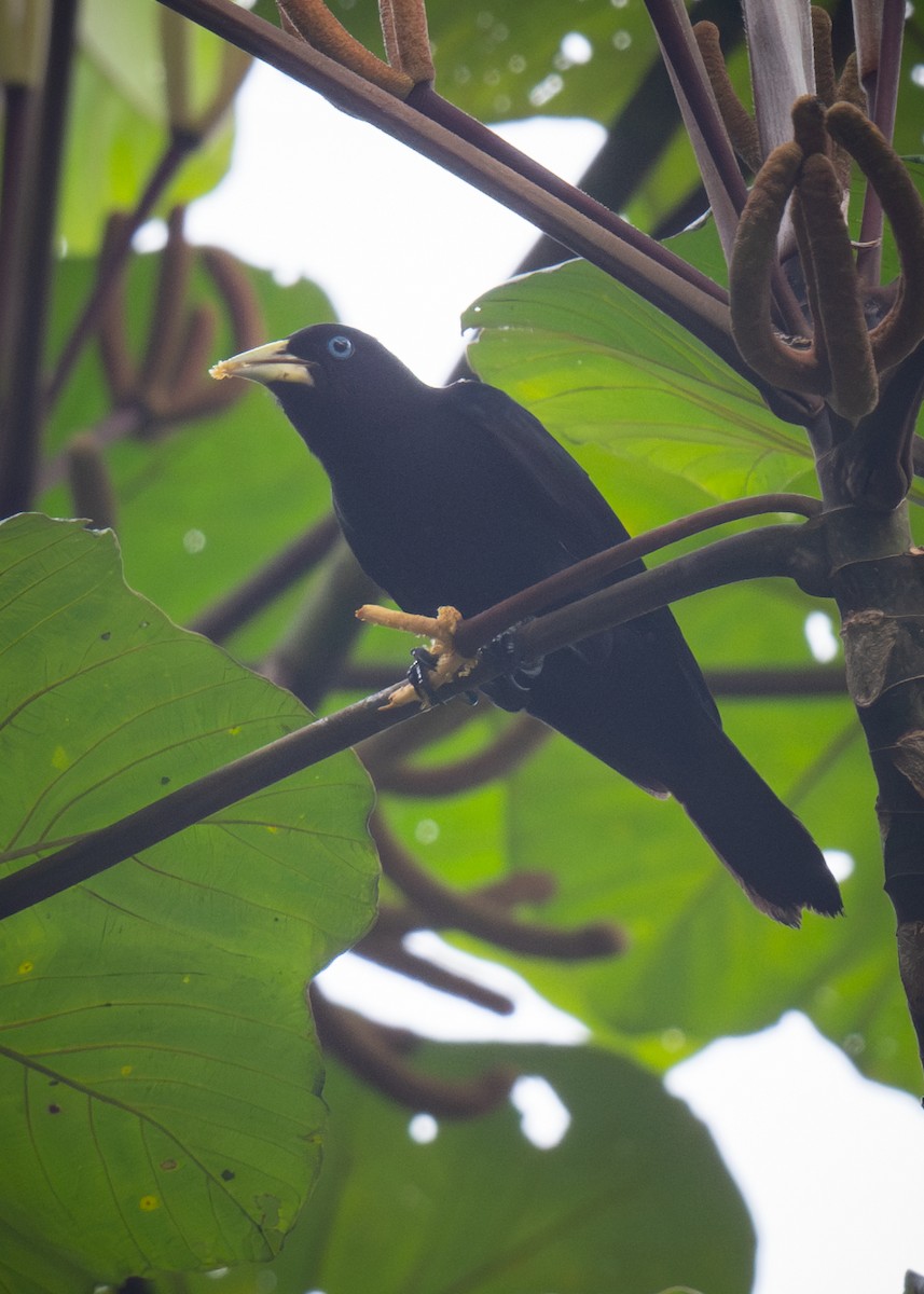 Scarlet-rumped Cacique - ML625346125