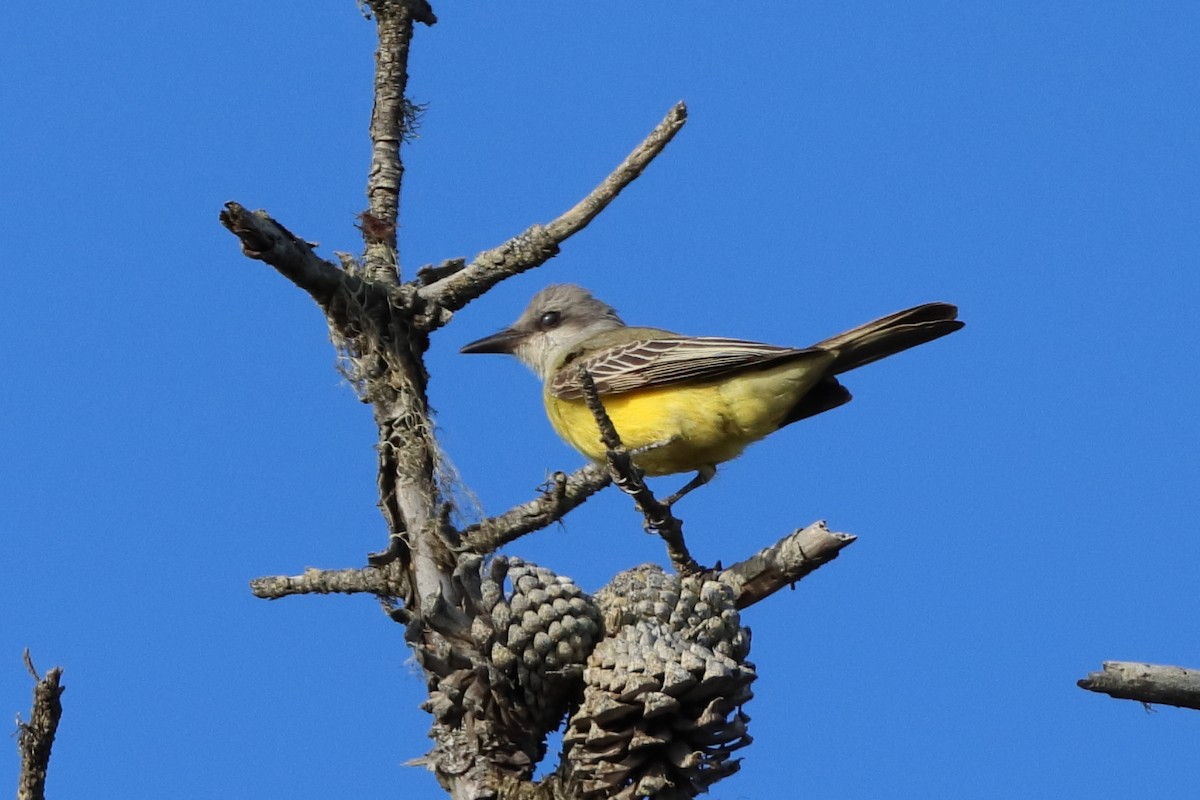 Tropical Kingbird - ML625346126