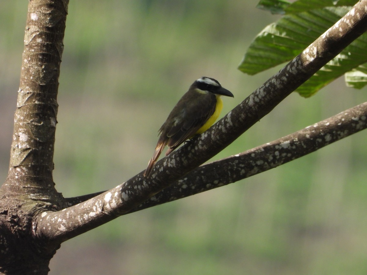 Boat-billed Flycatcher - ML625346130