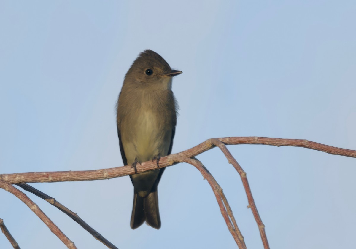 Western Wood-Pewee - ML625346168