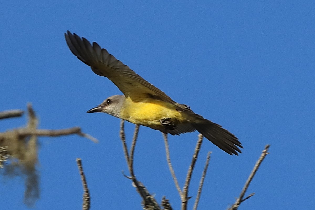 Tropical Kingbird - ML625346201