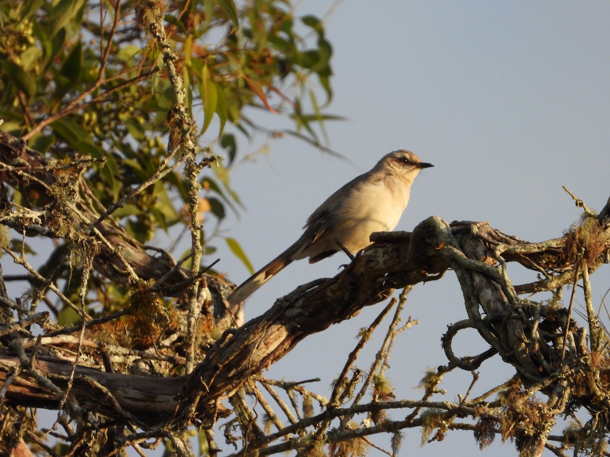 Tropical Mockingbird - Manuel Pérez R.