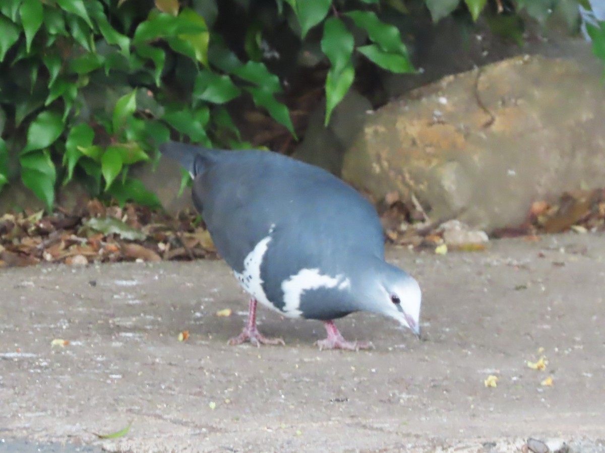 Wonga Pigeon - ML625346331