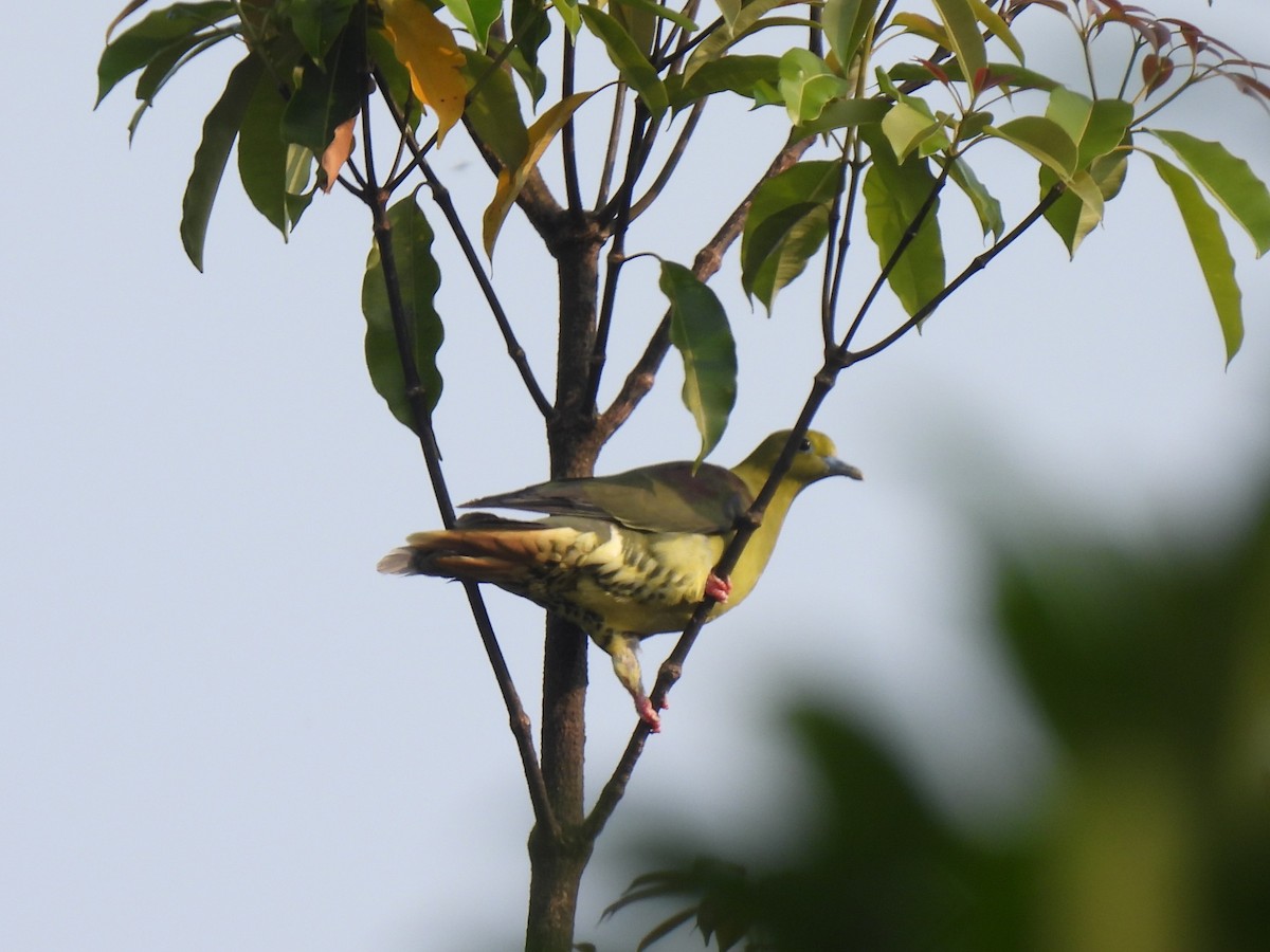 Wedge-tailed Green-Pigeon - ML625346455