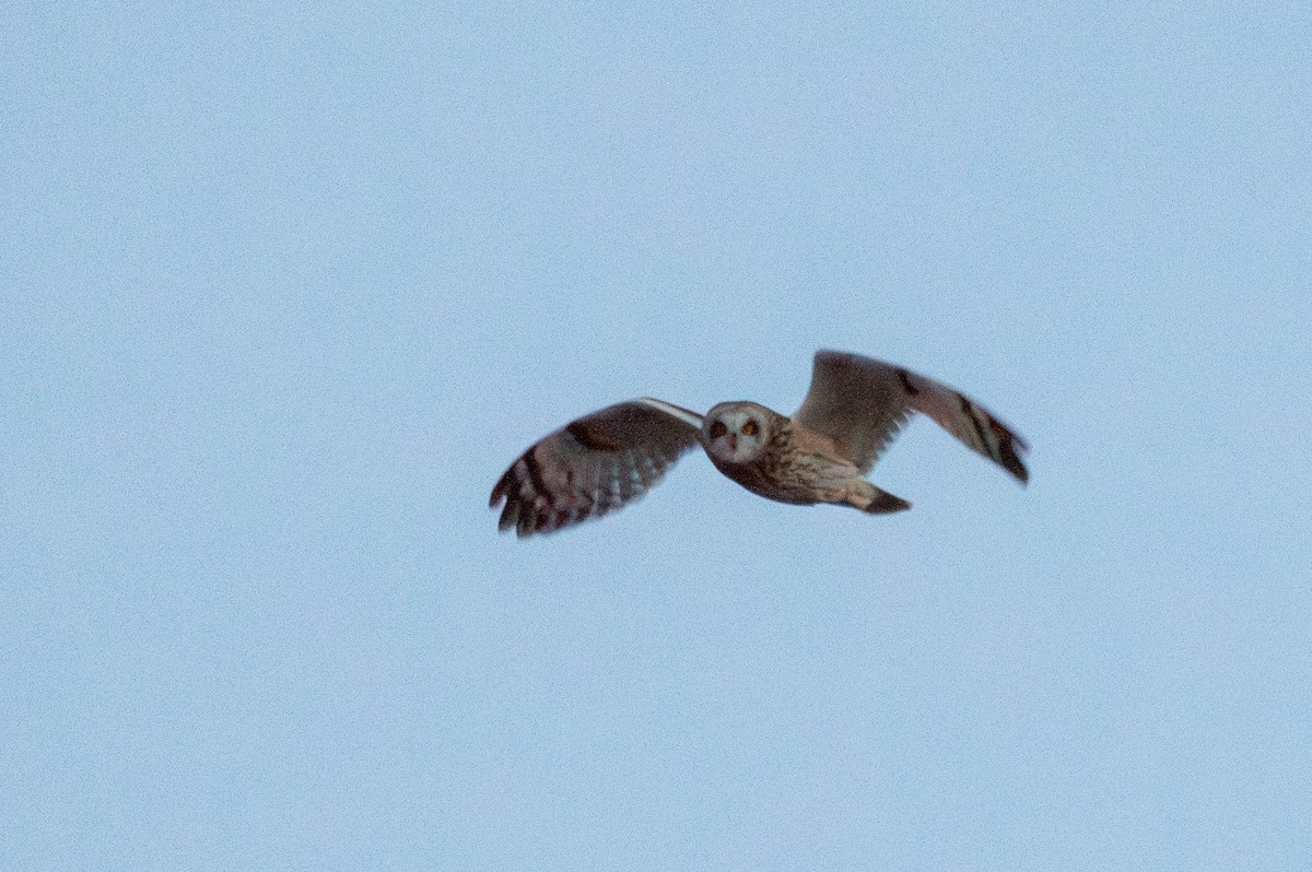 Short-eared Owl (Northern) - Joe Tuvell