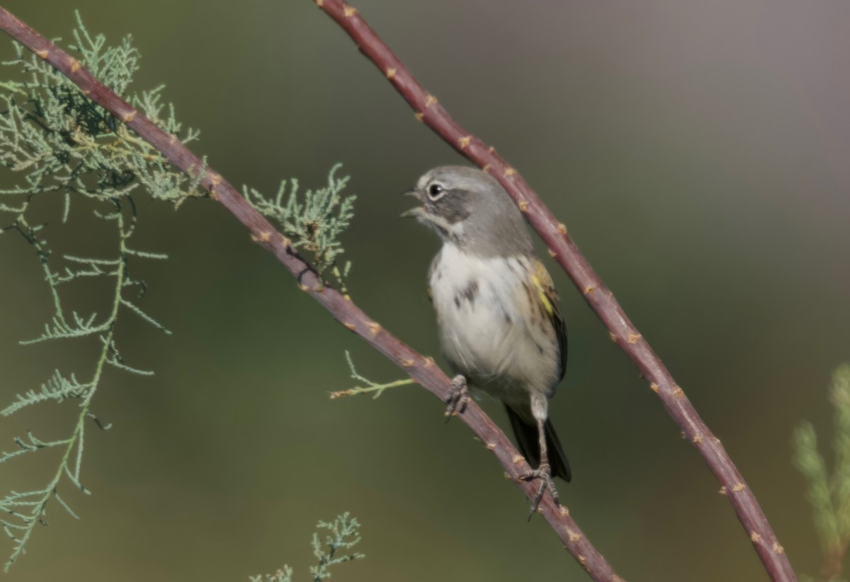 Bell's Sparrow - ML625346500