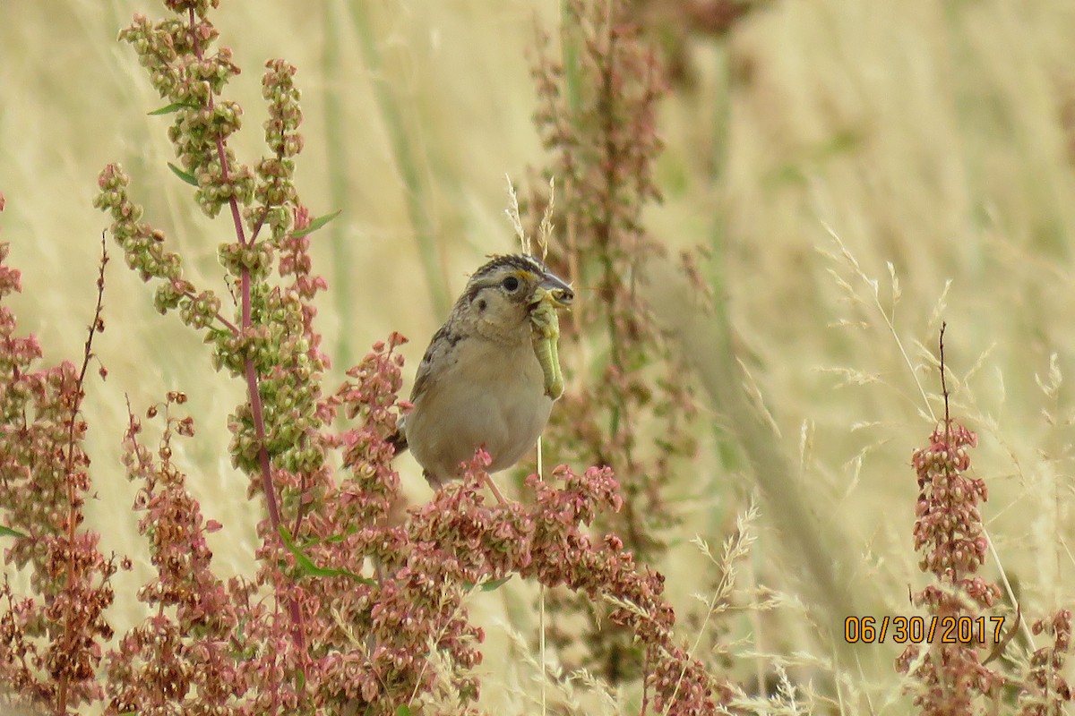 Grasshopper Sparrow - ML62534651