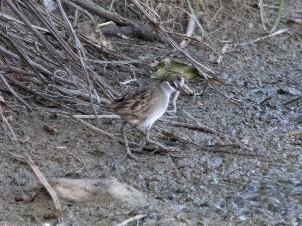 White-browed Crake - ML625346542