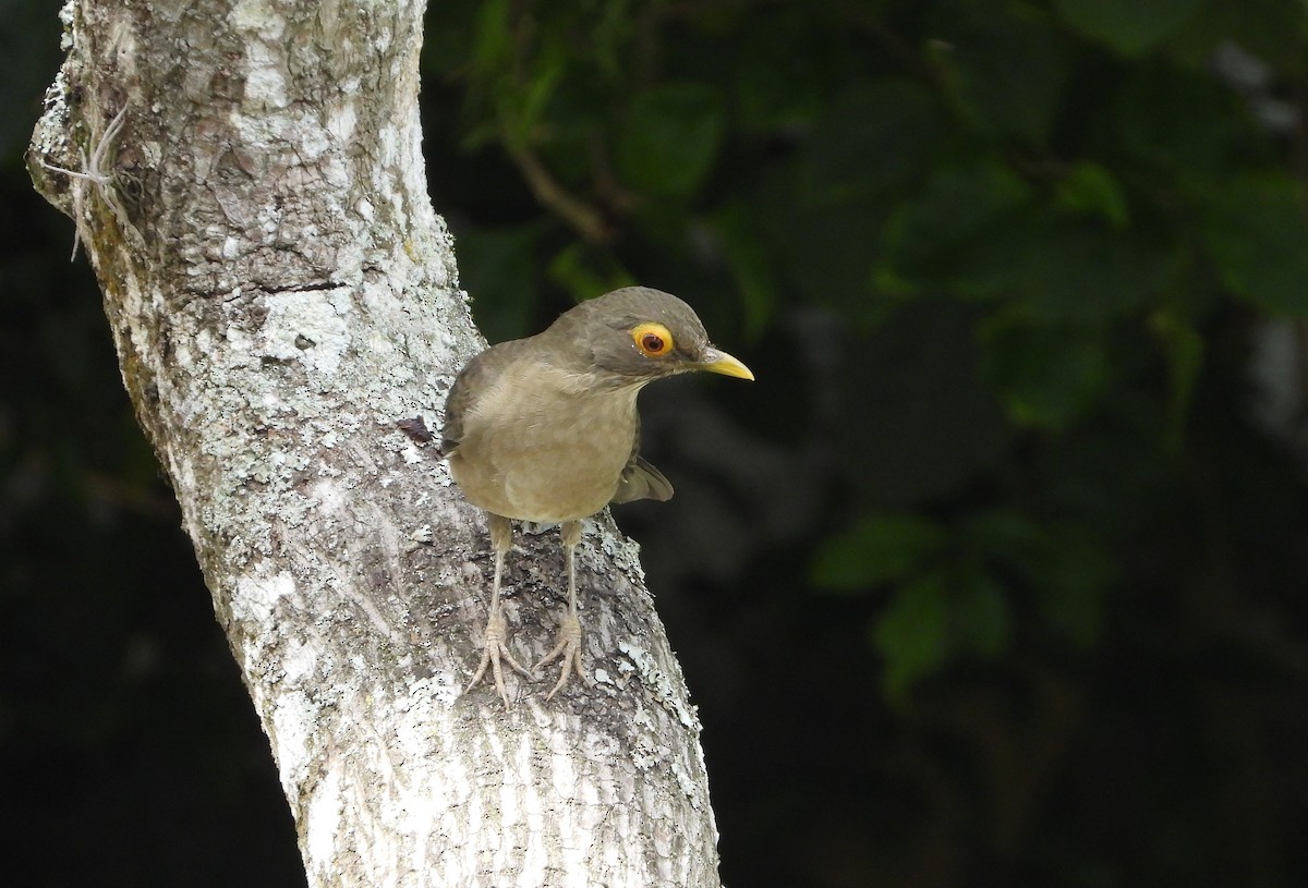 Spectacled Thrush - ML625346607