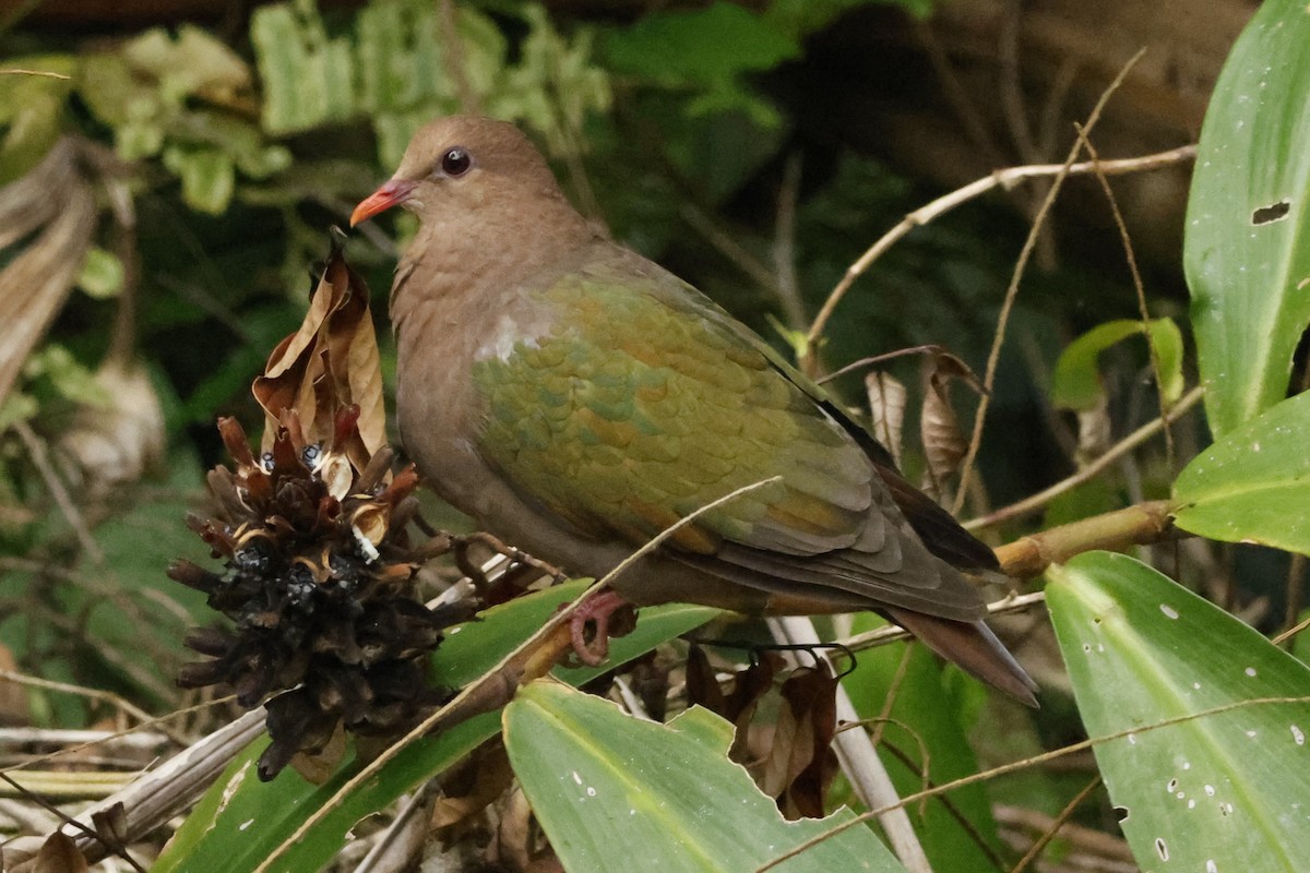 Palomita Esmeralda Cabeciparda - ML625346737