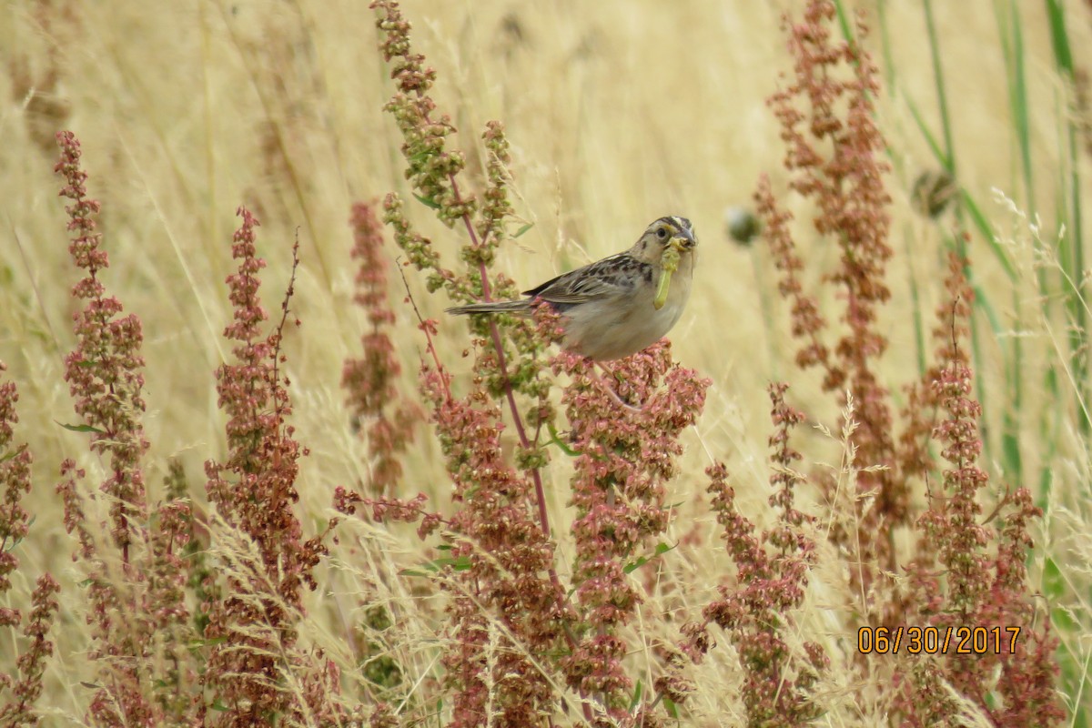 Grasshopper Sparrow - ML62534681