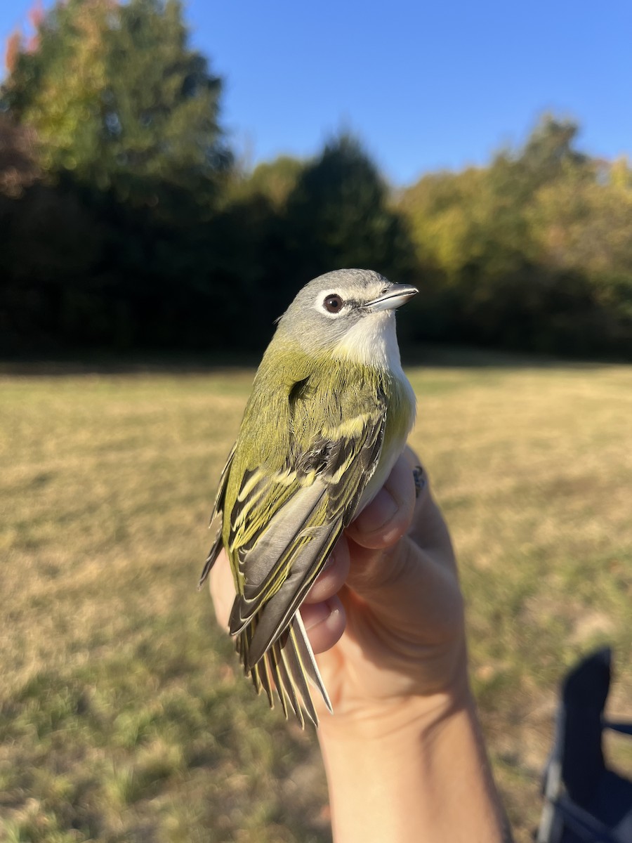 Blue-headed Vireo - ML625346826