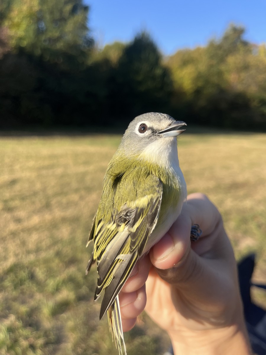 Blue-headed Vireo - ML625346829