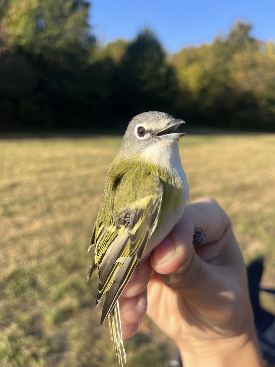 Blue-headed Vireo - ML625346830