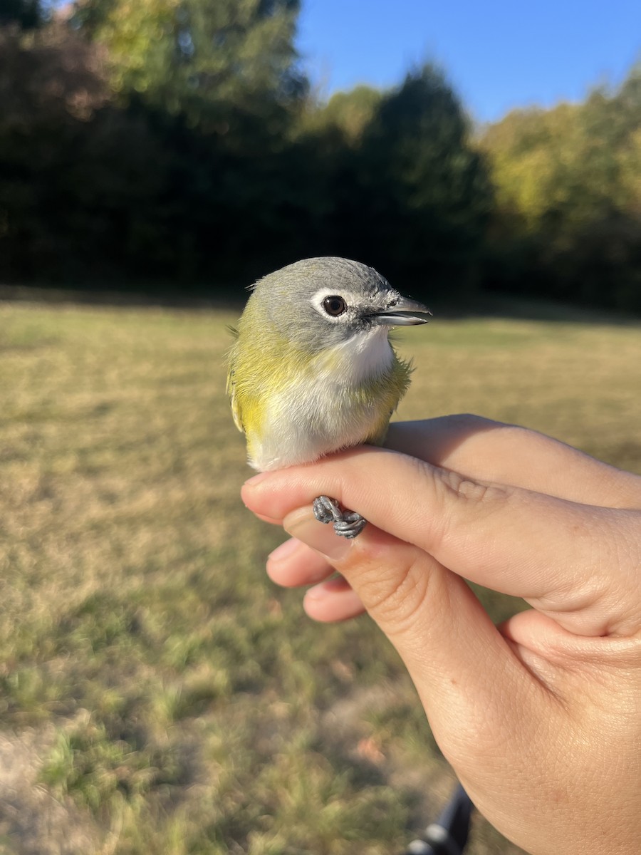 Blue-headed Vireo - ML625346831