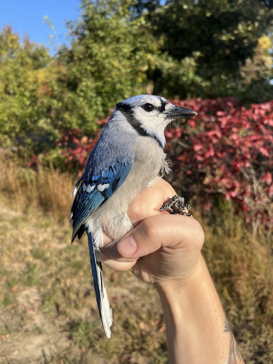 Blue Jay - ML625346833