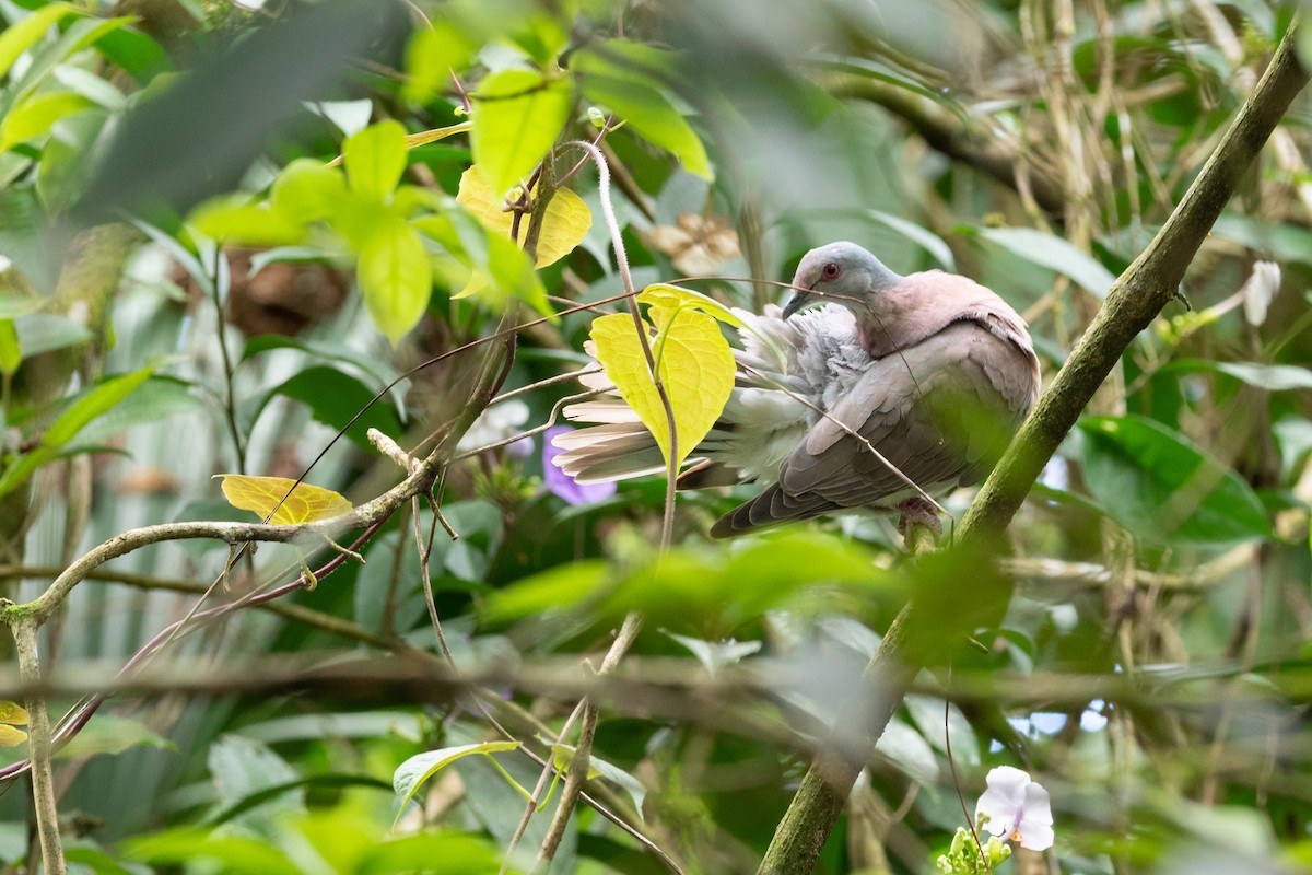 Pale-vented Pigeon - Doug Whitman