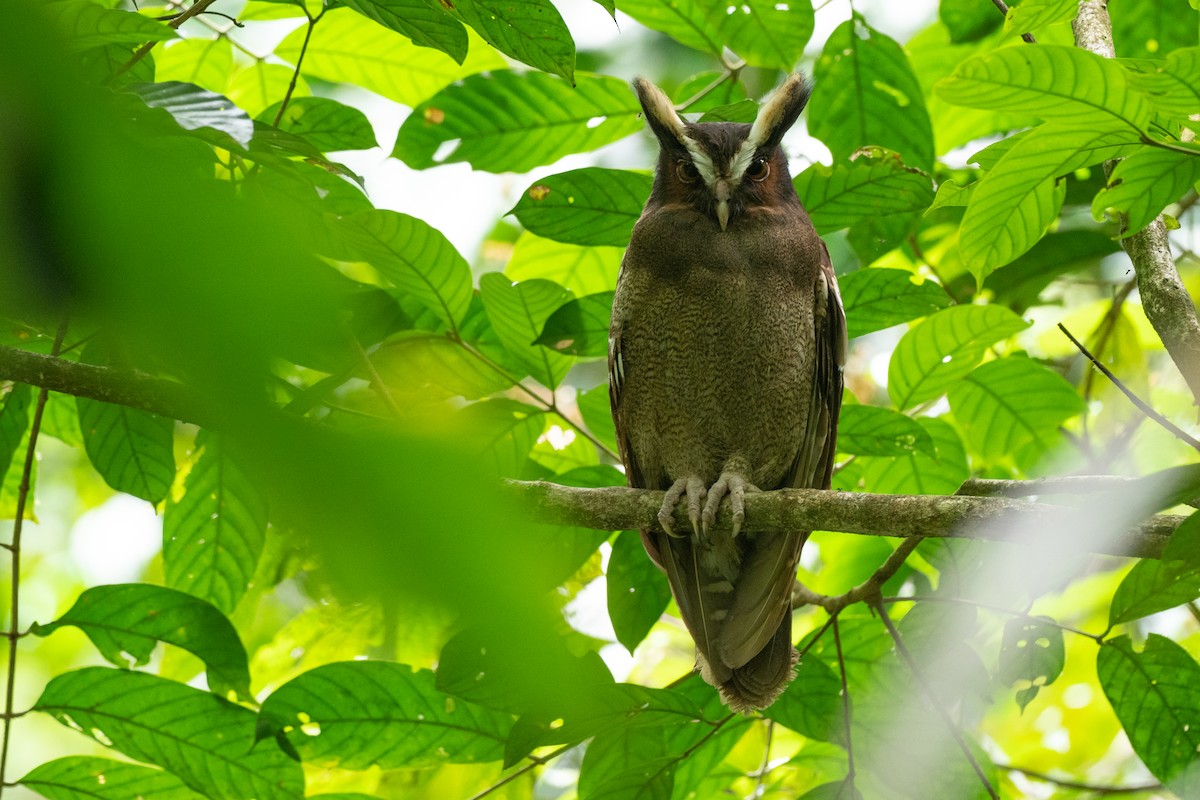 Crested Owl - ML625346915