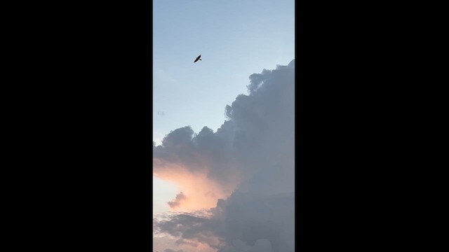 Western Marsh Harrier - ML625346964