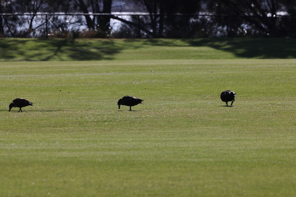 Australian Shelduck - ML625347167