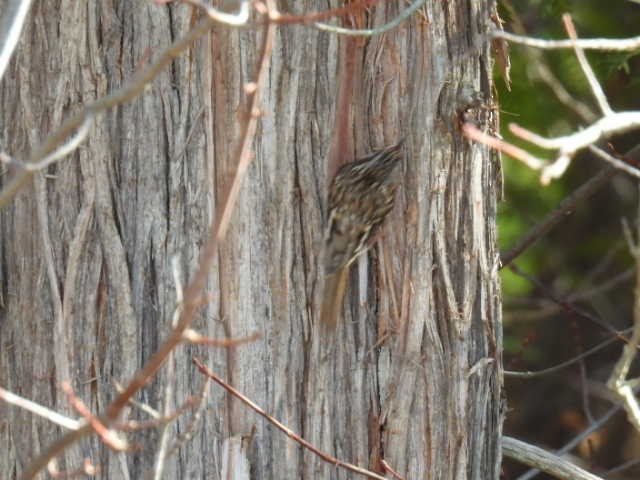Brown Creeper - ML625347269