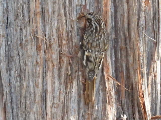 Brown Creeper - ML625347270