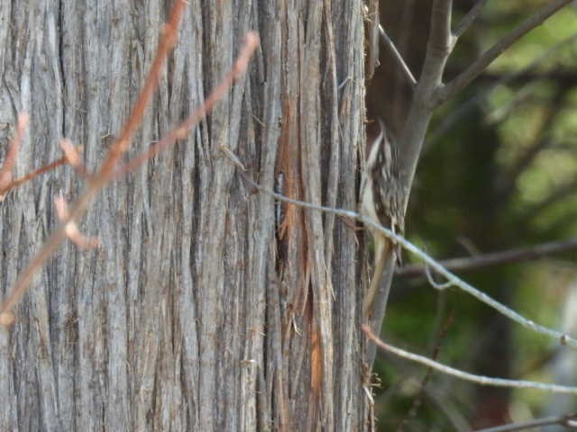Brown Creeper - ML625347271