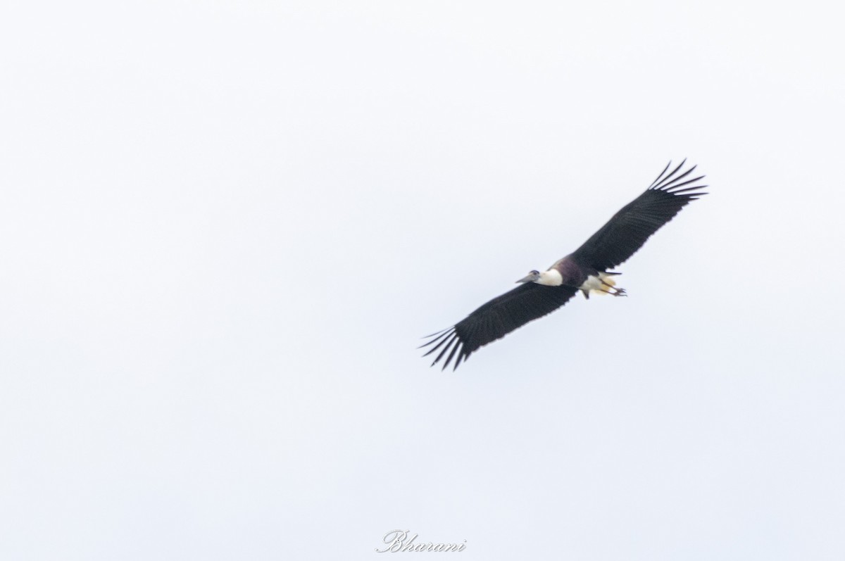 Asian Woolly-necked Stork - ML625347284