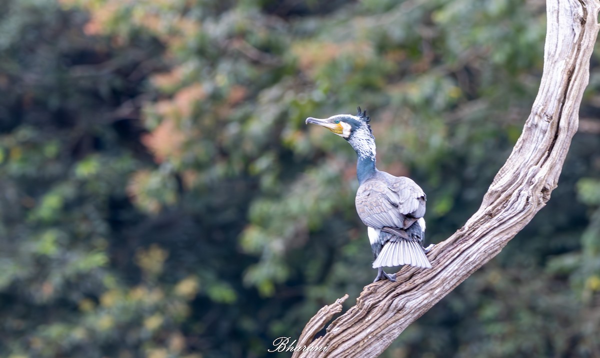 Тураг гогой - ML625347306