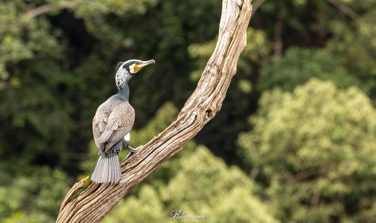 Тураг гогой - ML625347307