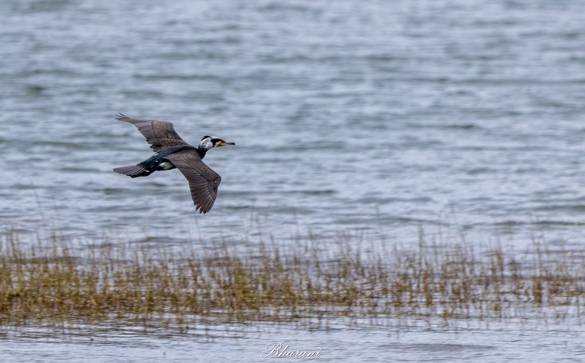 Тураг гогой - ML625347308