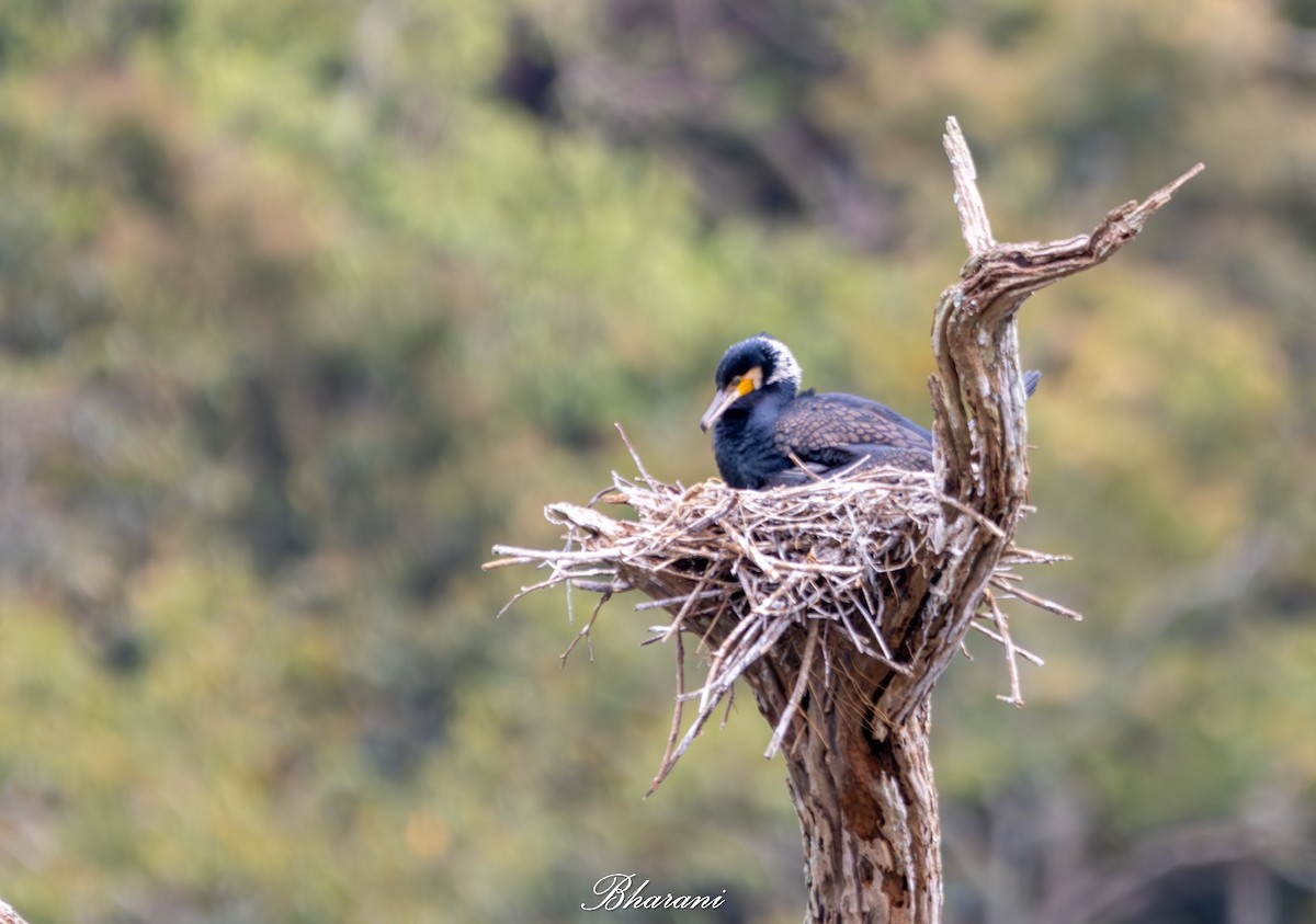 Тураг гогой - ML625347309