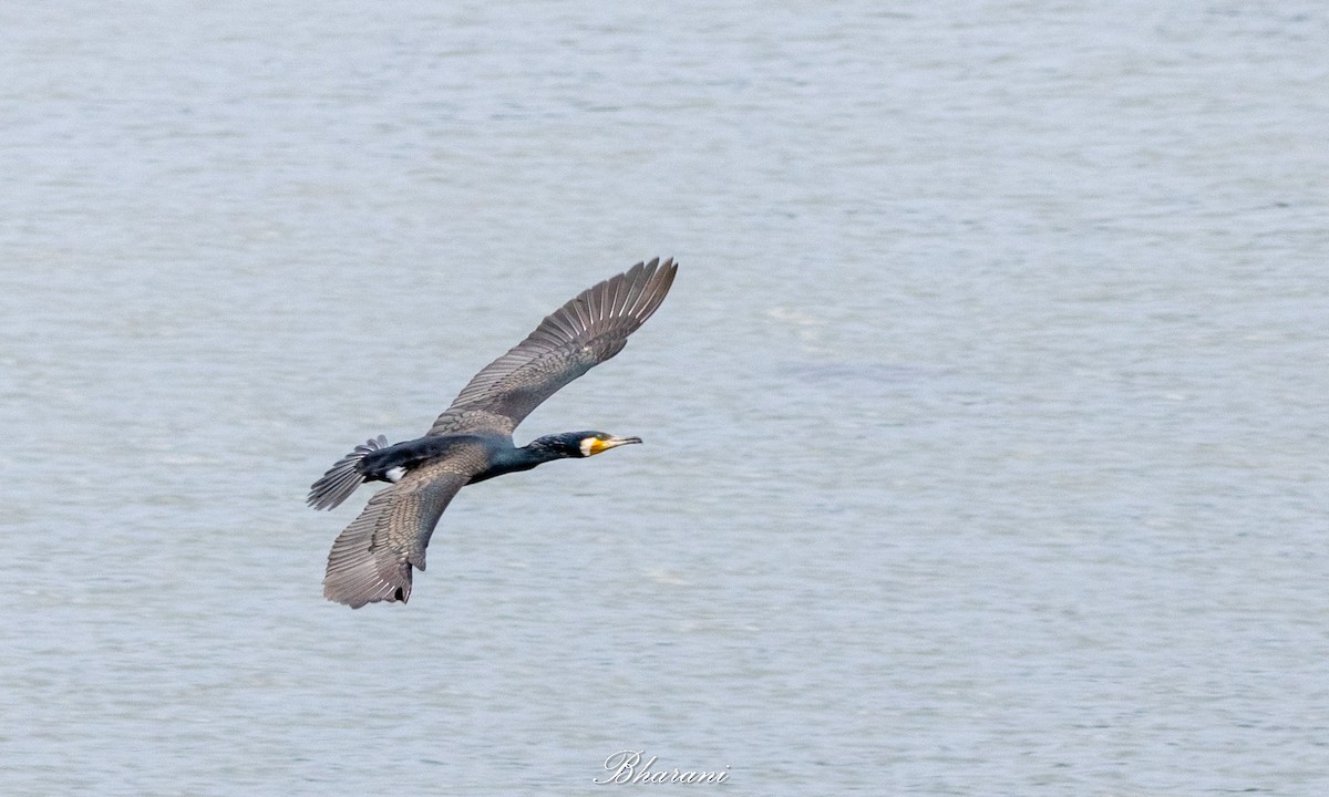 Тураг гогой - ML625347310