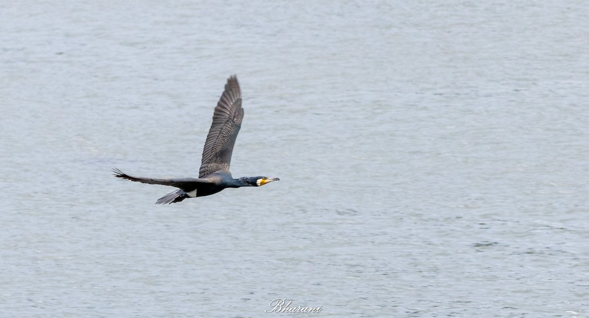 Тураг гогой - ML625347311