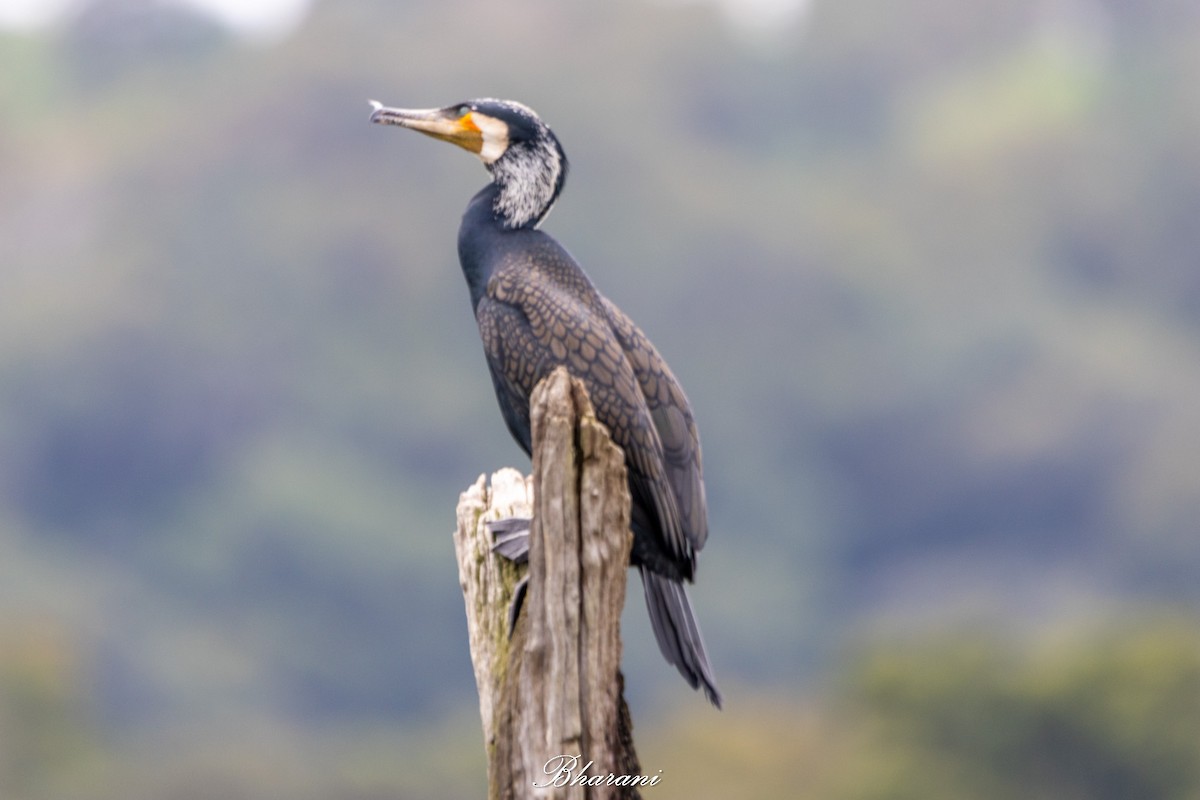 Тураг гогой - ML625347312