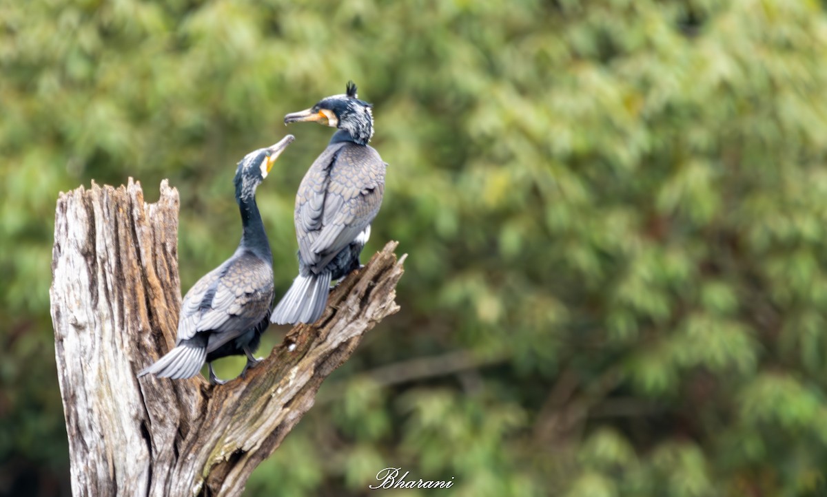 Тураг гогой - ML625347313