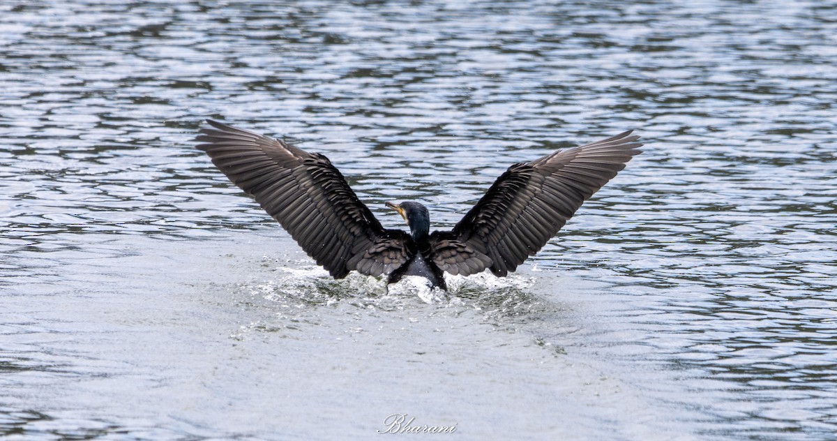 Тураг гогой - ML625347315