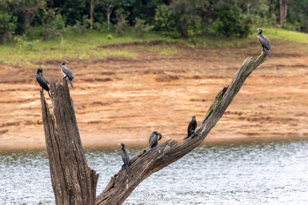 Indian Cormorant - ML625347326