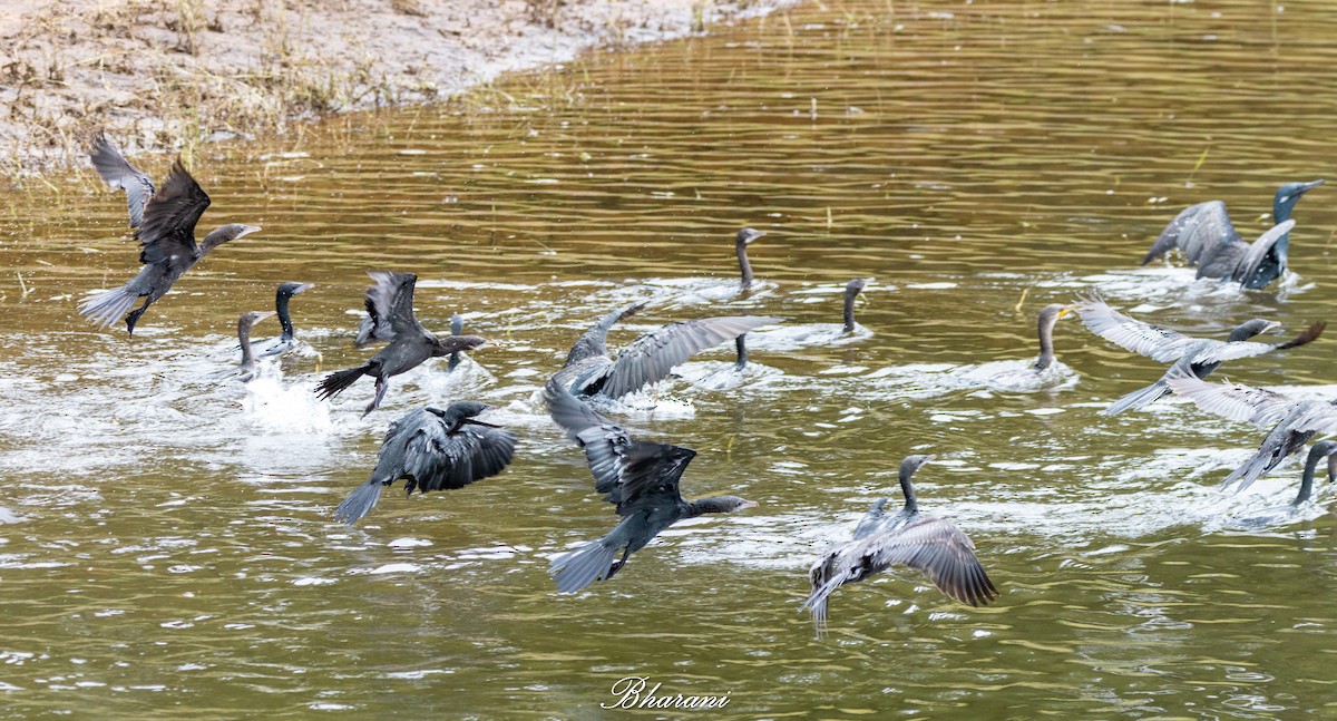 Indian Cormorant - ML625347327