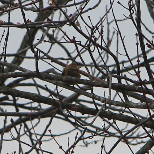Summer Tanager - ML625347484