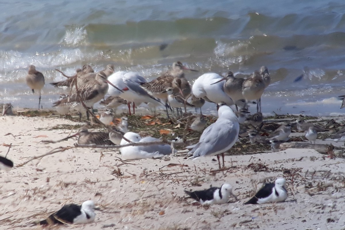 Greater Sand-Plover - ML625347493