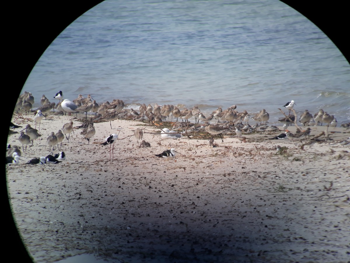 Greater Sand-Plover - ML625347497