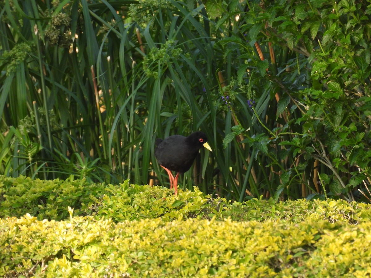 Black Crake - ML625347658