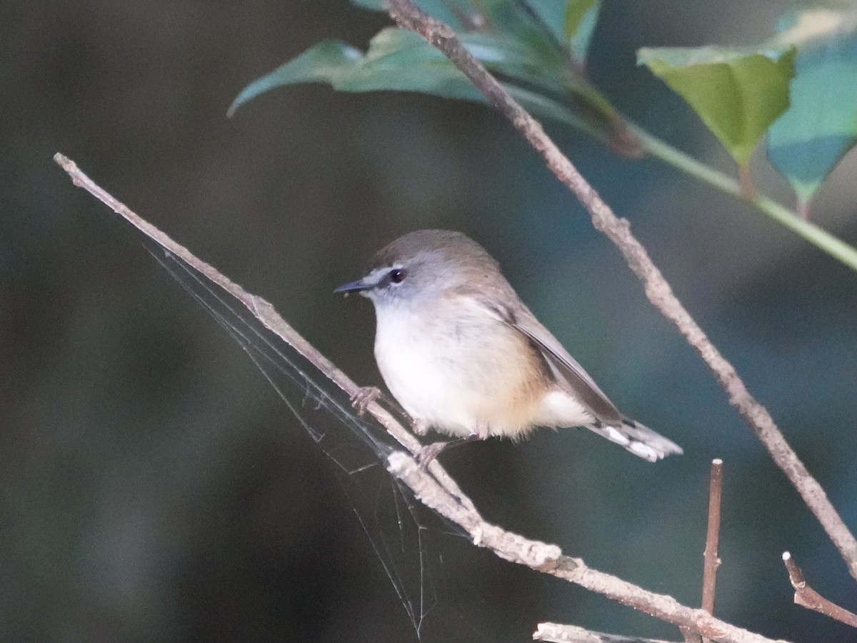 Brown Gerygone - ML625347759