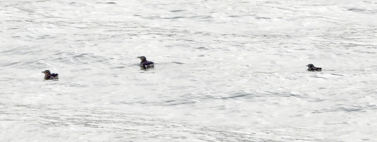 Rhinoceros Auklet - ML625347762