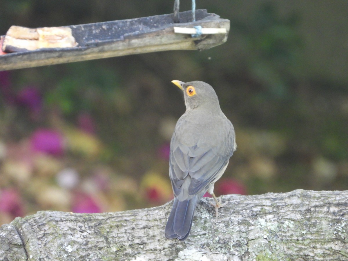 Spectacled Thrush - Manuel Pérez R.