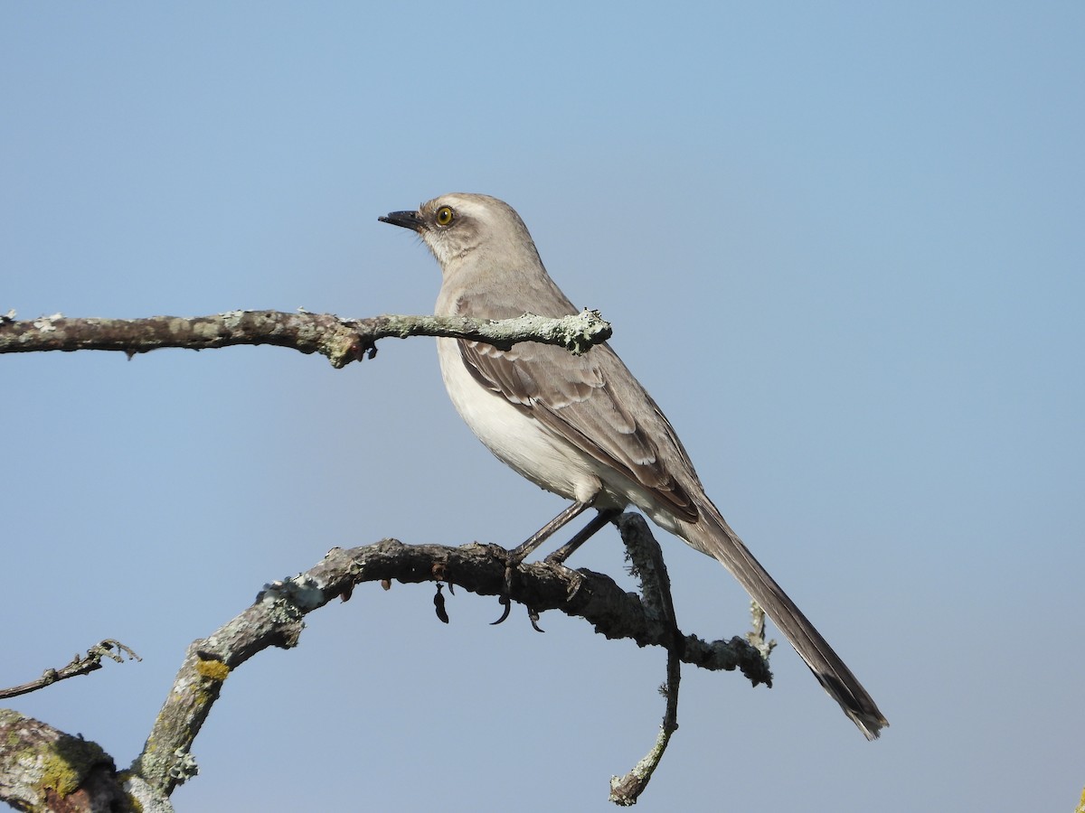 Tropical Mockingbird - Manuel Pérez R.