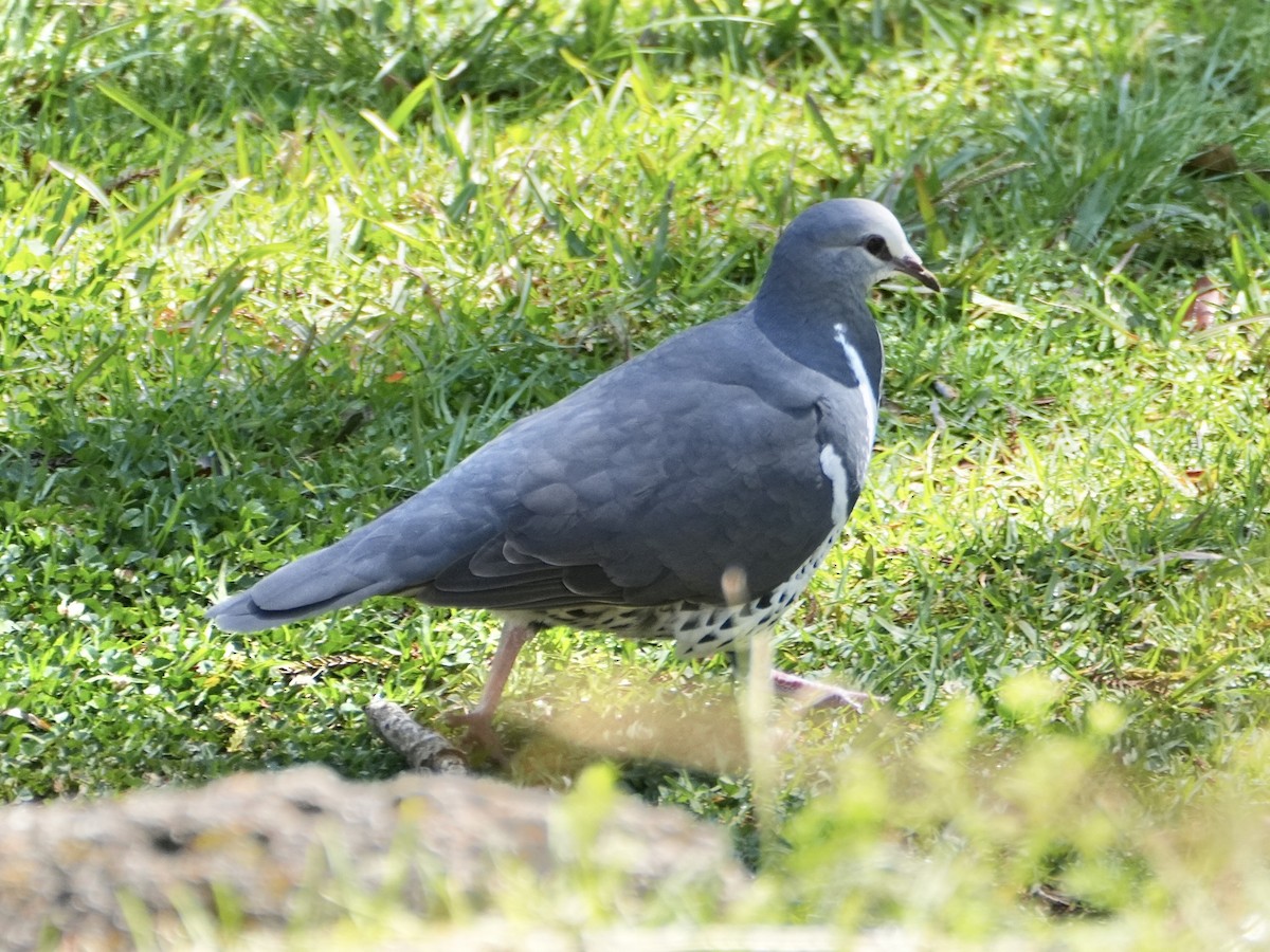 Wonga Pigeon - ML625347856